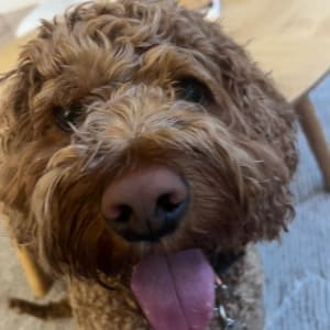 Picture of Gus