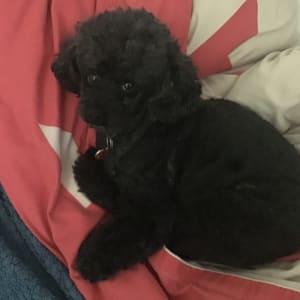 Picture of Toto