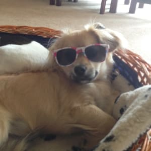 Picture of Gadget