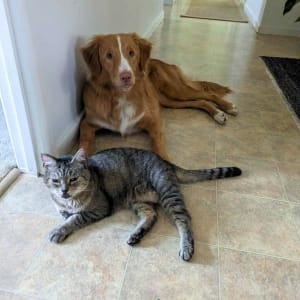 Picture of Bella (Kitty)