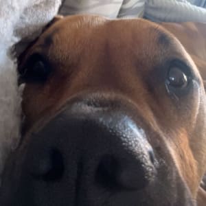 Picture of Poppy
