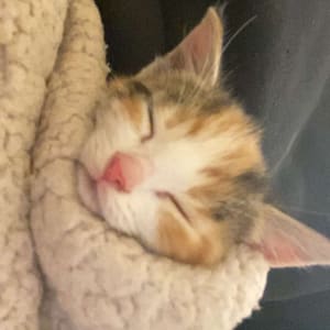 Picture of Waffles