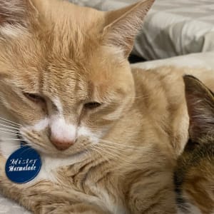 Picture of Marmalade