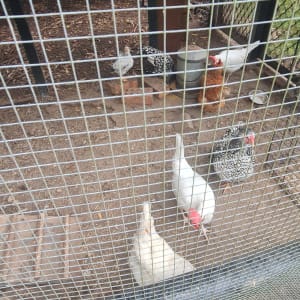 Picture of Flock of chooks