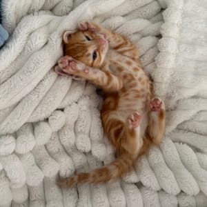 Picture of Sunny