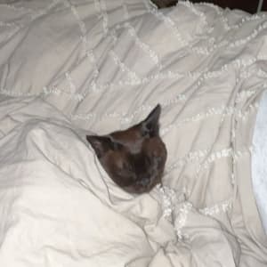 Picture of Zara