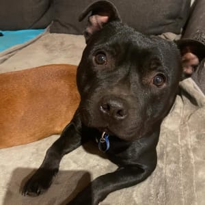 Picture of Buddy