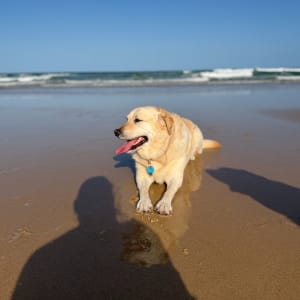 Picture of Penny