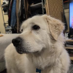 Picture of Oakley