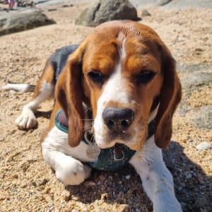Picture of Cookie