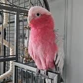 Picture of Gatsby