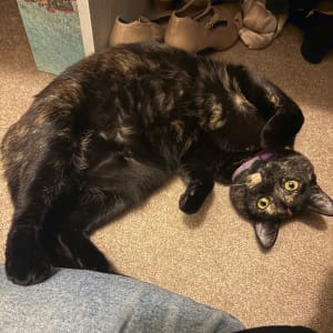 Picture of Bindi
