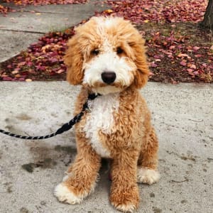 Picture of Milo