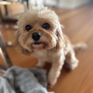 Picture of Mia