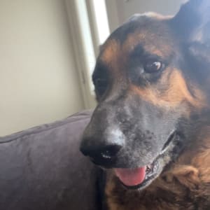 Picture of bear bear