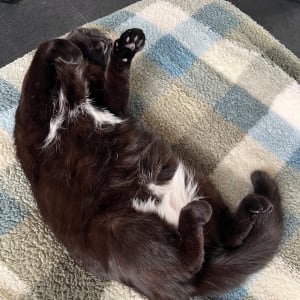 Picture of Sooty