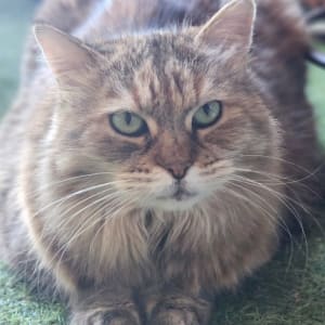 Picture of Ahsoka the Thundakat