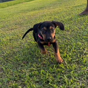 Picture of Buddy