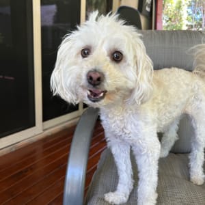 Picture of Chloe