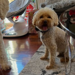 Picture of Snoopy