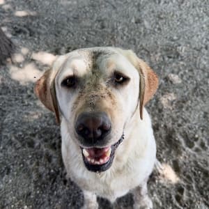 Picture of daisy