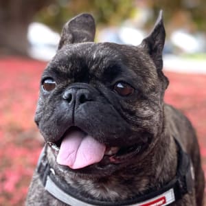 Picture of Choki