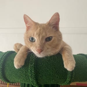 Picture of Baby