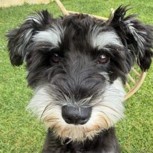 Picture of Maggie