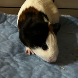 Picture of Coco