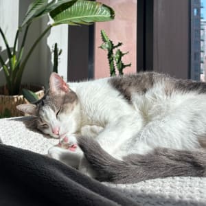 Picture of Cheeto