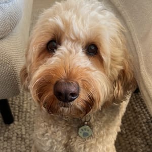 Picture of Walter