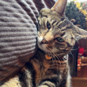 Picture of Remus