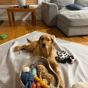 Picture of Toby