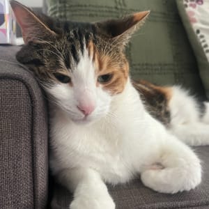 Picture of Callie