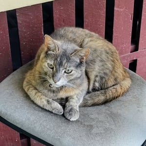 Picture of Kasha