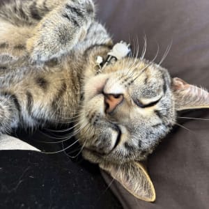 Picture of Gizmo