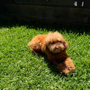 Picture of Teddy