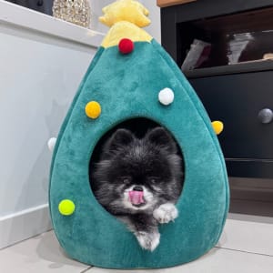 Picture of Haymo