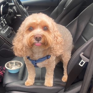 Picture of Baci