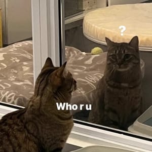 Picture of Potato