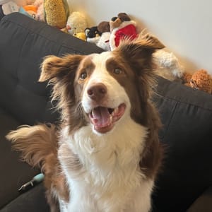Picture of Choco