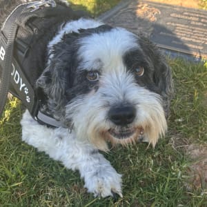 Picture of Buddy