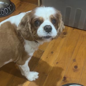 Picture of Bindi
