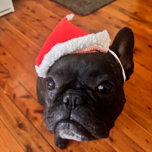Picture of Pepper
