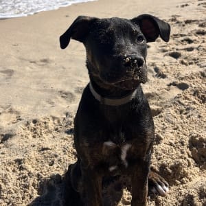 Picture of Stella