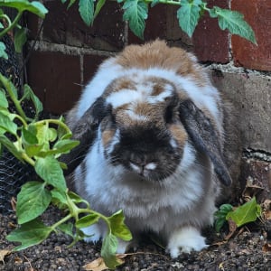 Picture of Patches
