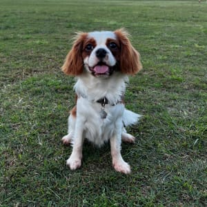 Picture of Milo