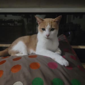 Picture of Honey