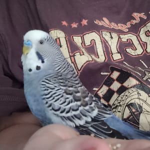 Picture of Bluey