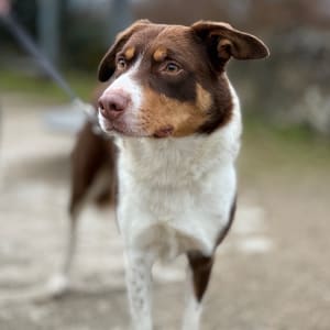 Picture of Dixie